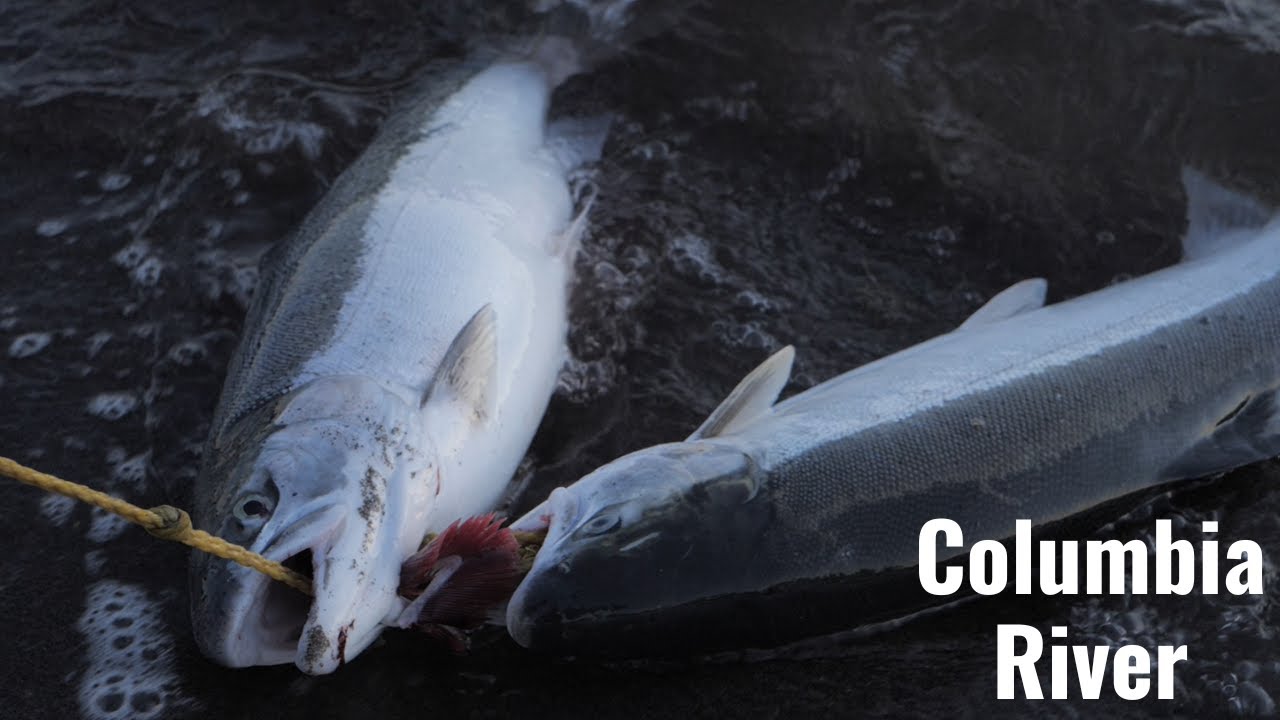 Bank Fishing The Columbia River * STEELHEAD LIMITS*