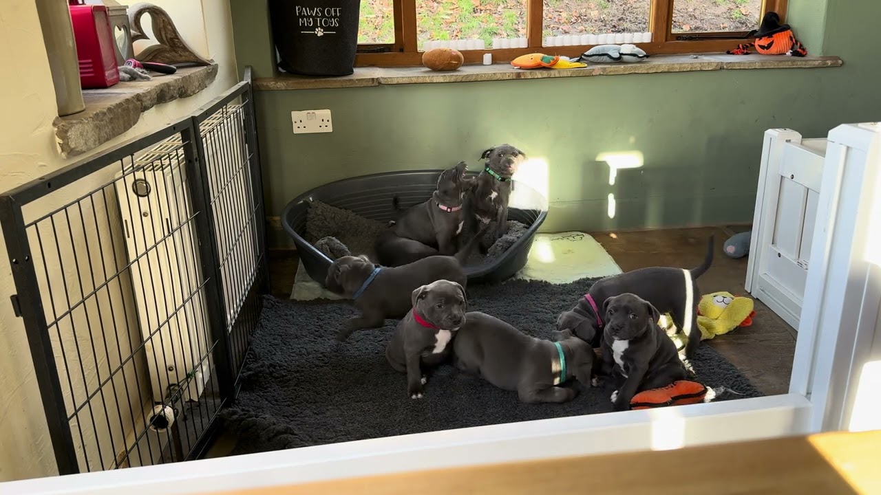 Staffy Puppy Live Cam