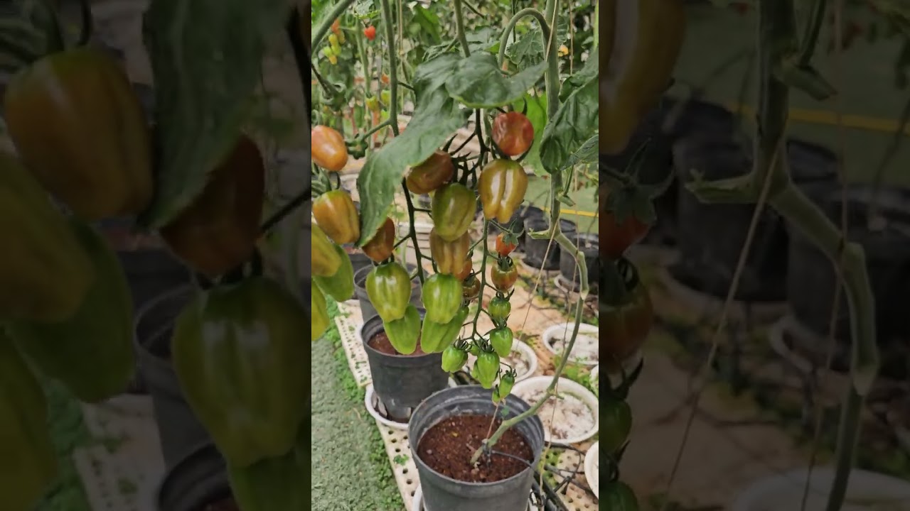 Cách trồng cà chua pi tai đà lạt tươi ngon nè