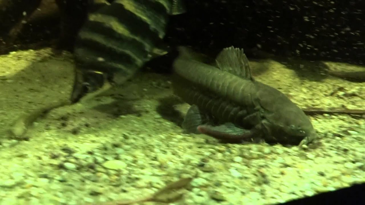 Callichthys