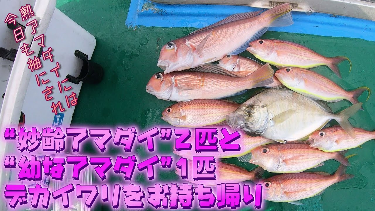ソコイトヨリに阻まれて熟アマダイとは出会えず。でもデカイワリでひゃほ～い♪～32cm・28cmの妙齢アマダイで今日は我慢する～（2025.11.22 羽田・かみや LTアマダイ）