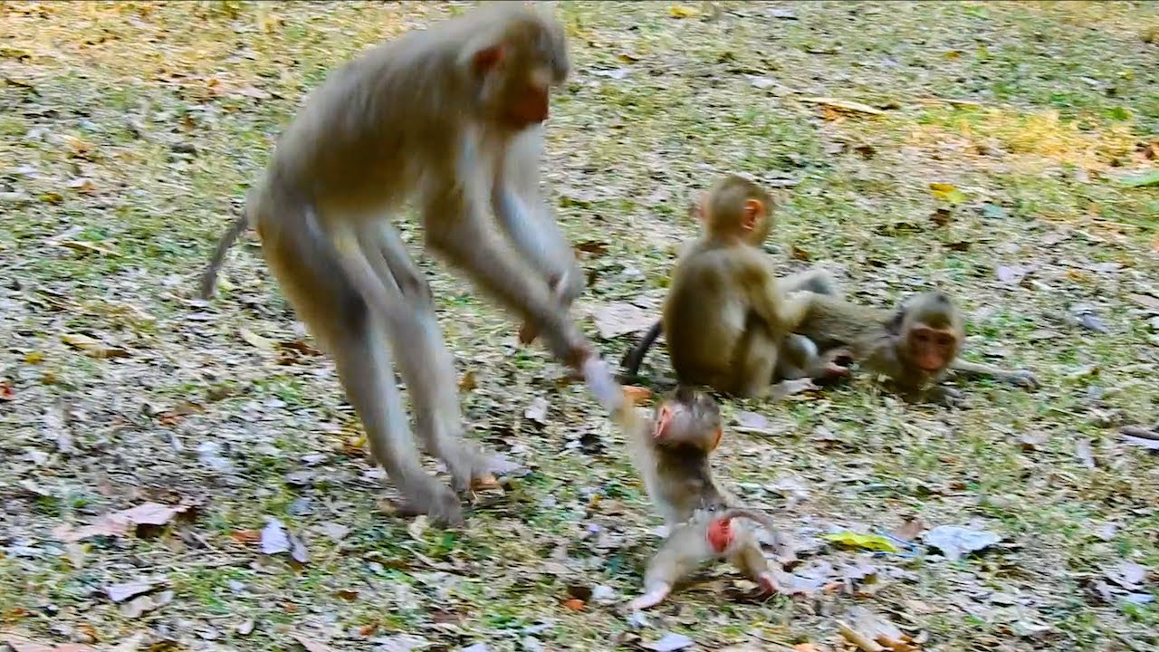 Really good looking mother monkey holding hands baby dancing rhythm flamingo, So Lovely Monkey Dance