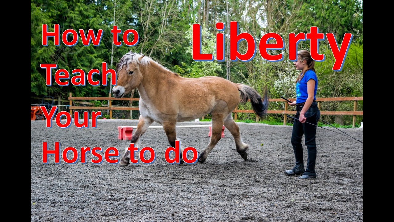 How to Teach your horse to do LIBERTY Part 2 [Liberty Circles]