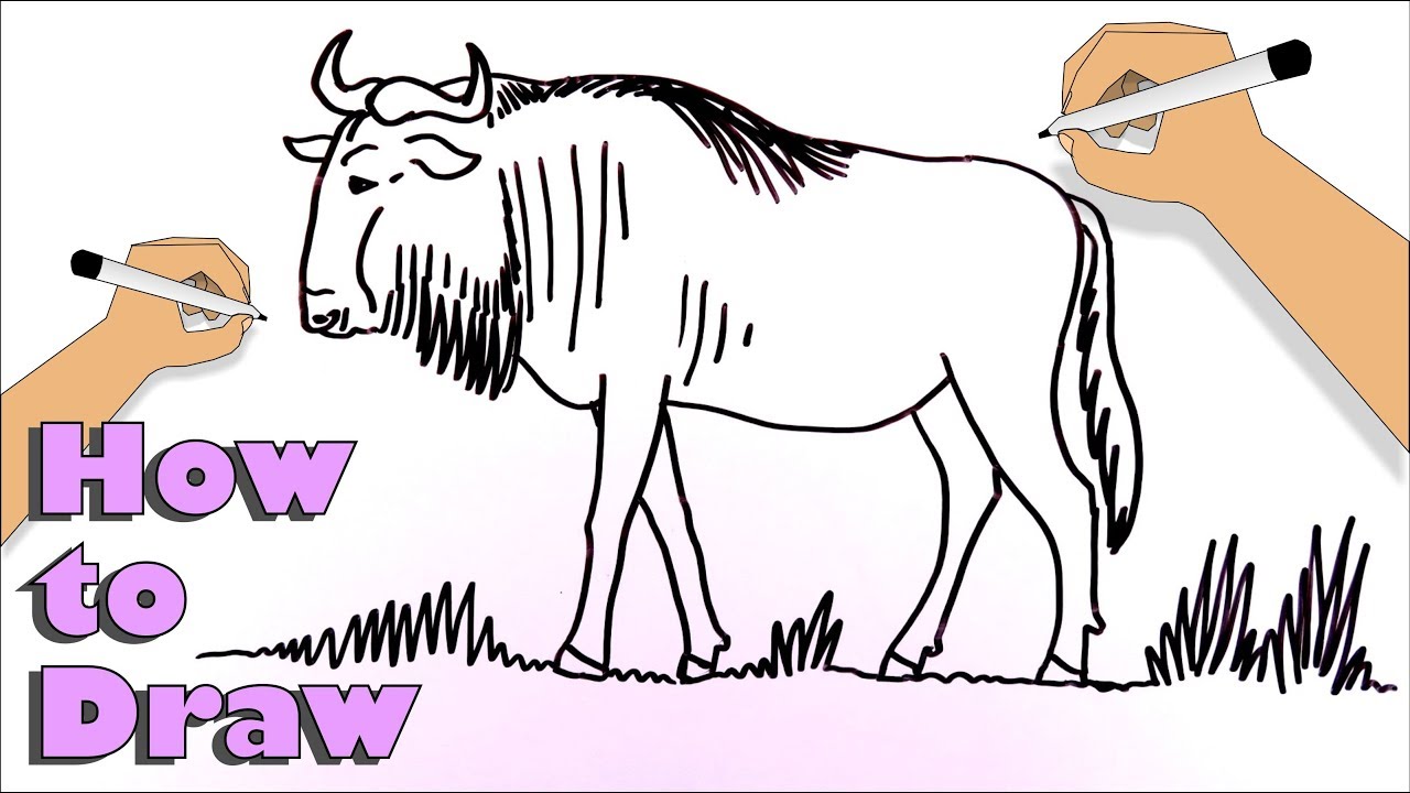 How to easily draw a Wildebeest or Gnu
