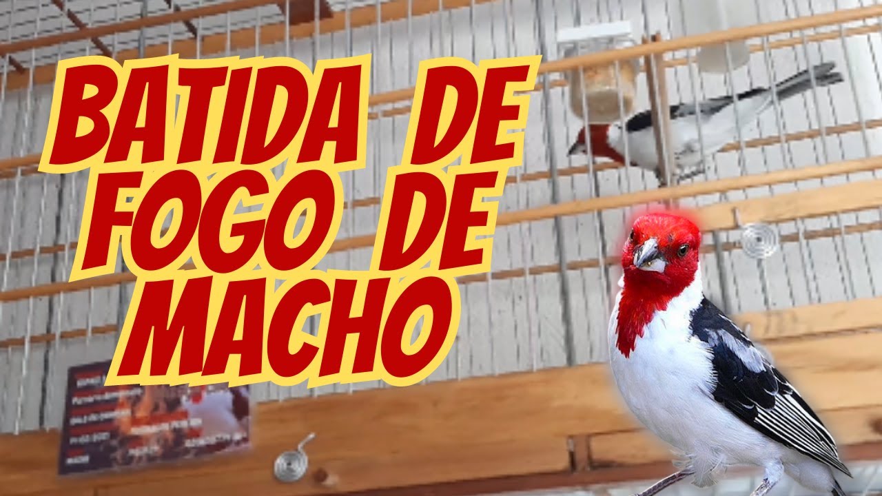 batida de fogo de galo de campina macho para foguear