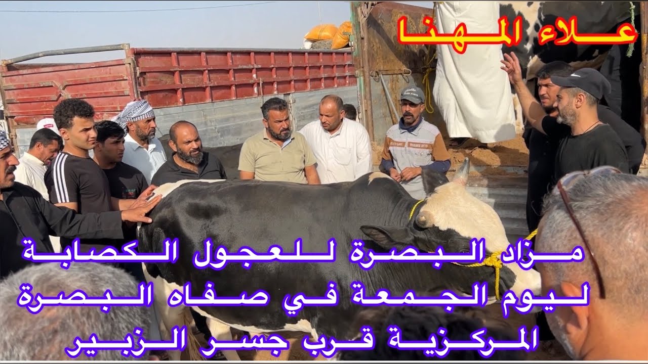 بورصة ومزاد العراق / البصرة للعجول الكصابة في صفاه البصرة المركزية قرب جسر الزبير يوم الجمعة …