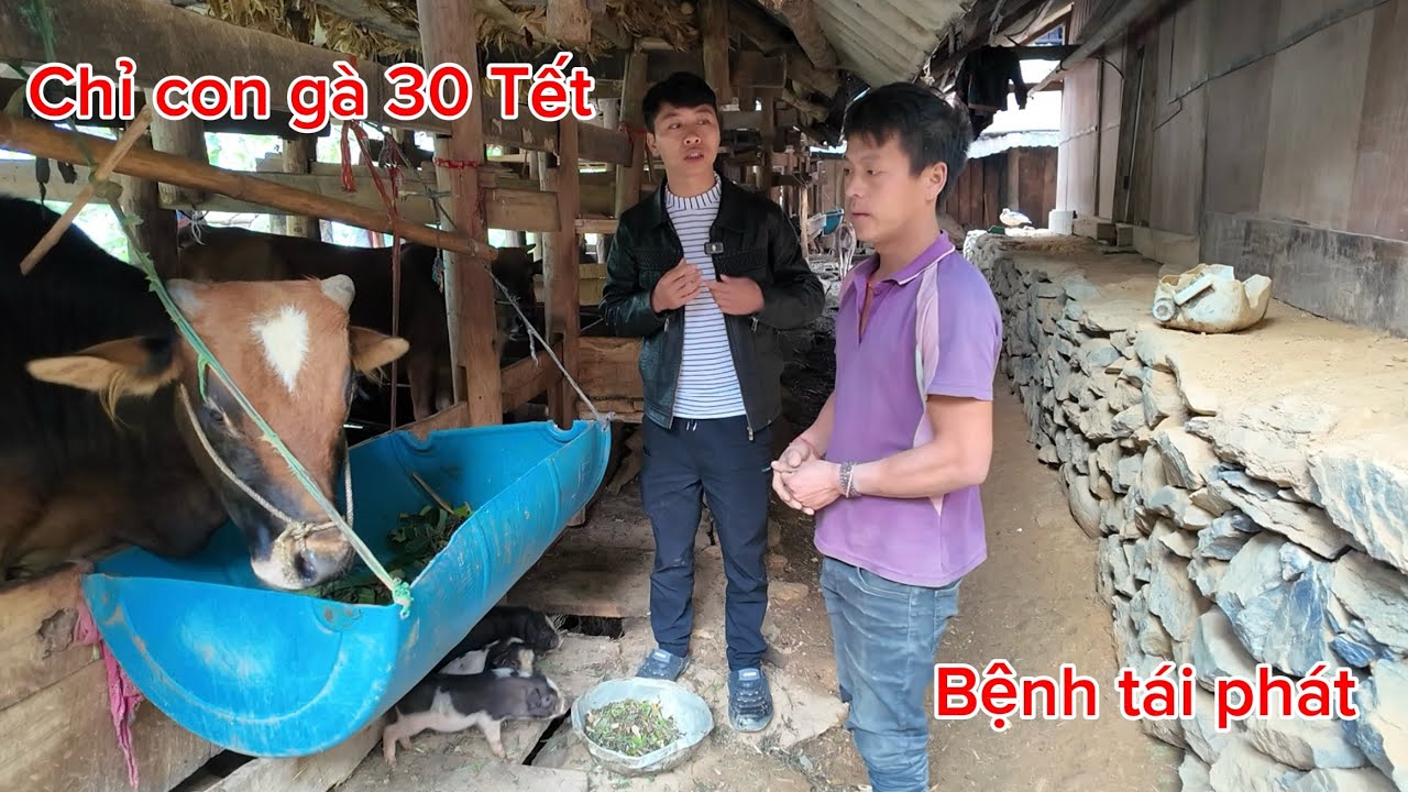 Triệu tập “khẩn cấp”gọi gấp anh Phứ quay về,lý do bỏ rơi đàn bò,chỉ vì con gà ba mươi Tết.
