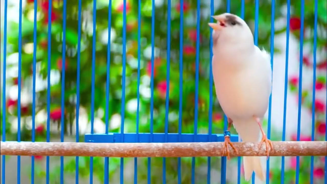 The mesmerizing song of the waterslager canary || 2026 water slagar canary singing|| ندا انثی اکناری
