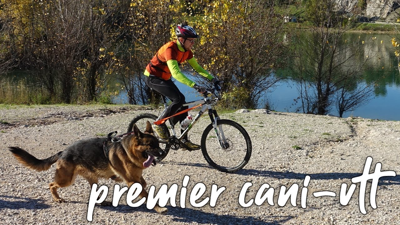 Première course de cani VTT