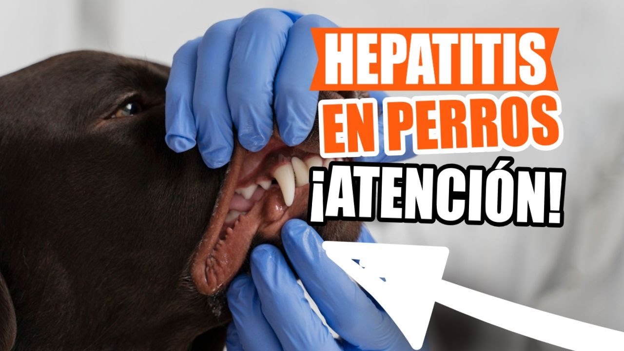 HEPATITIS en PERROS - 🐶S&iacute;ntomas y Tratamiento