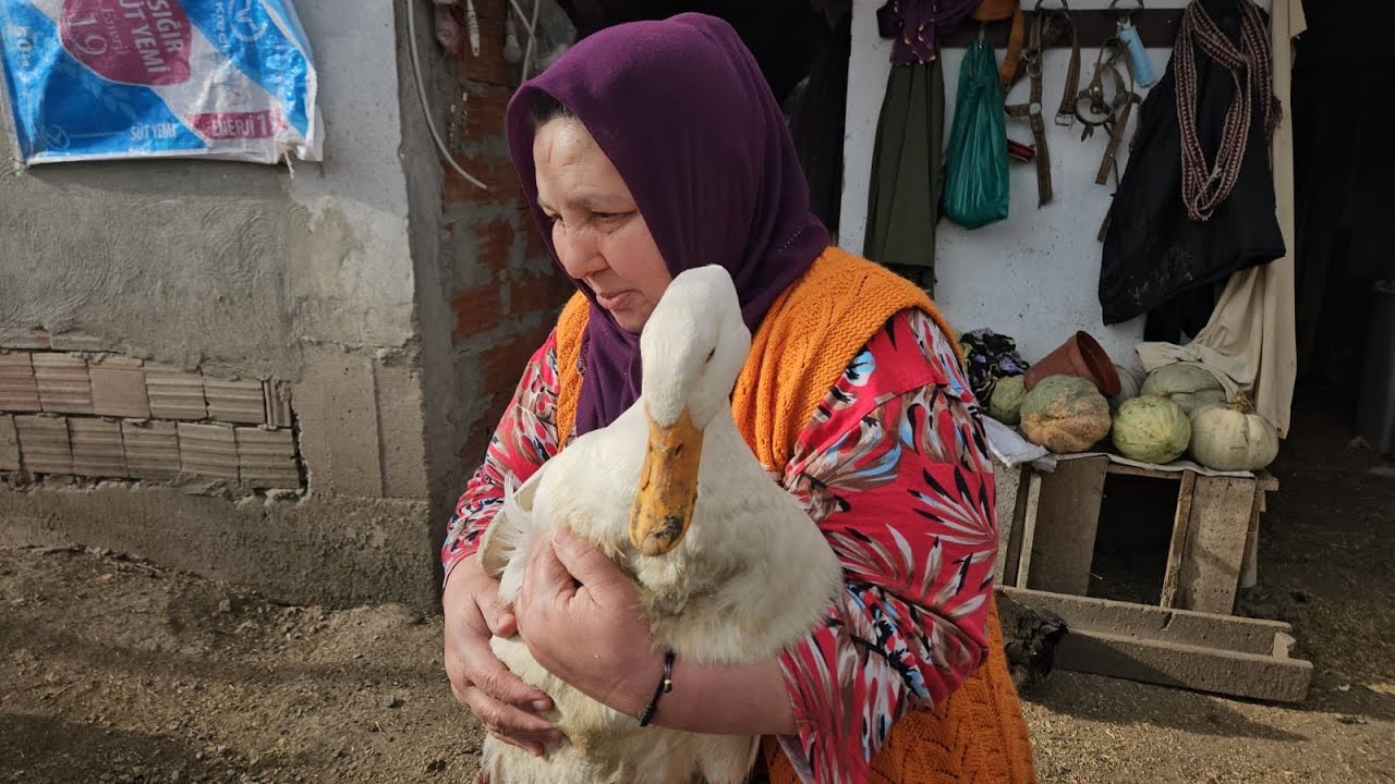 ‼️TİLKİLER KÜMESİ BASTILAR ‼️