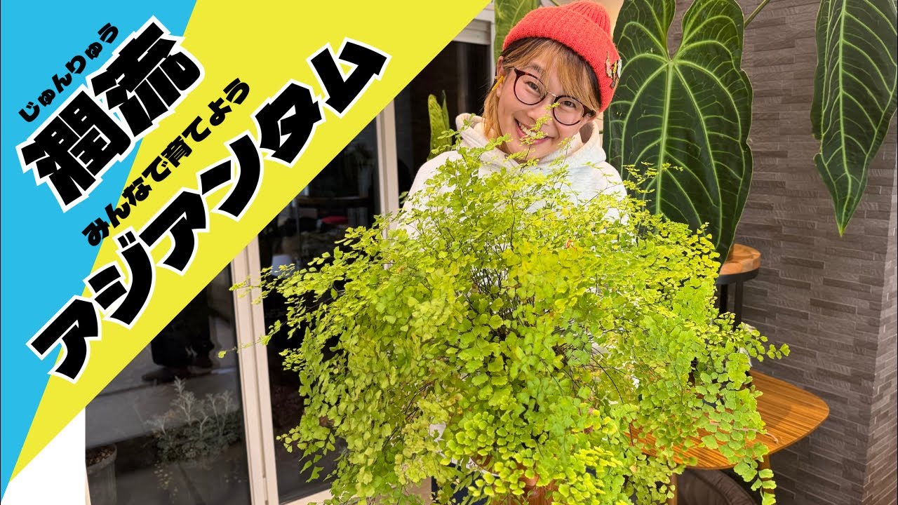 アジアンタムの育て方を考える LIVE【お水やり方は潤流】