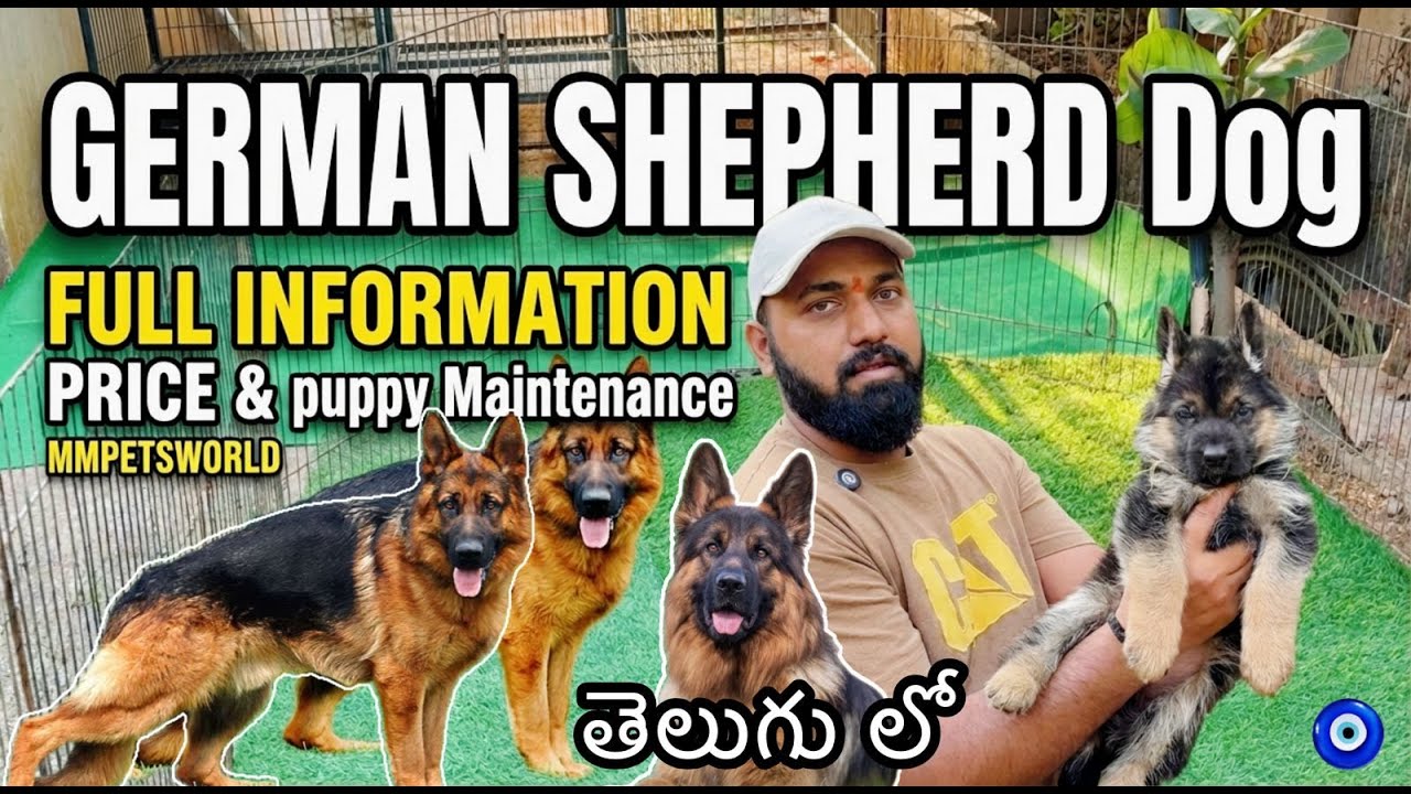 Best Germans shepherd Breeder | Best price & original quality in Hyderabad |#gsd  #pets #puppy