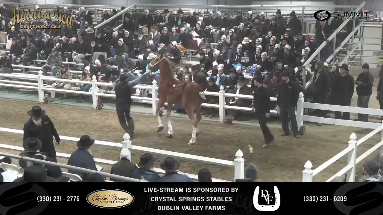2025 Mid-America Draft Horse Sale. Friday Sale