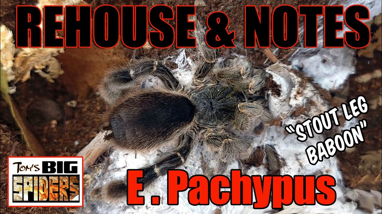 Eucratoscelus pachypus 