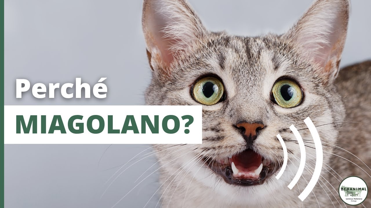 Perché i GATTI MIAGOLANO?