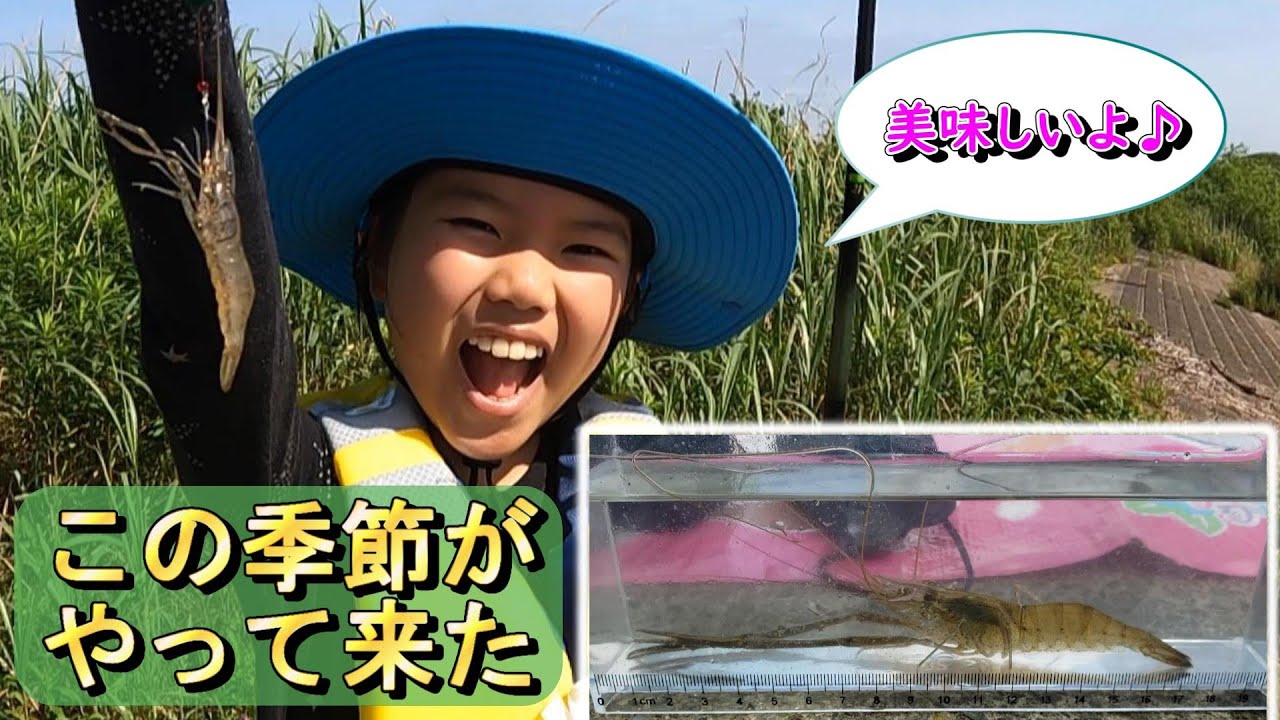 手長エビの泥袋を取って激うま調理🦐【子供と釣り】