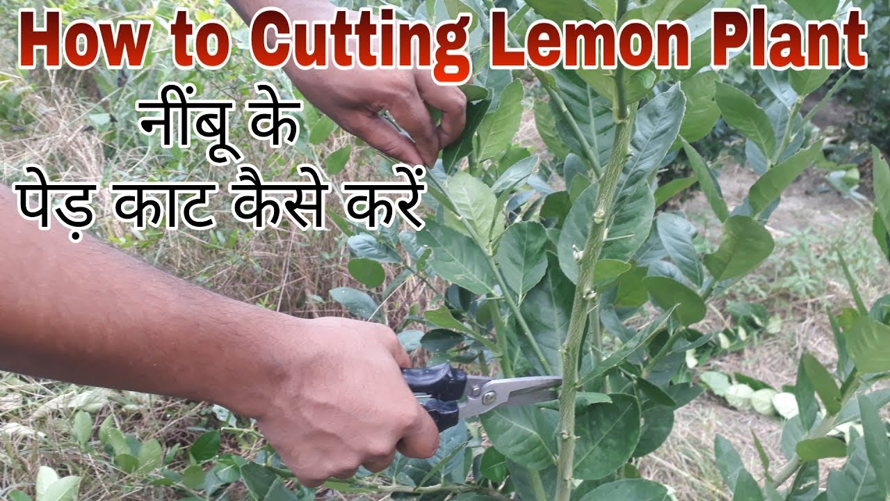 How to Make Cutting Lemon Tree With 100% Success.(Get Lot of Fruits From This Cutting)