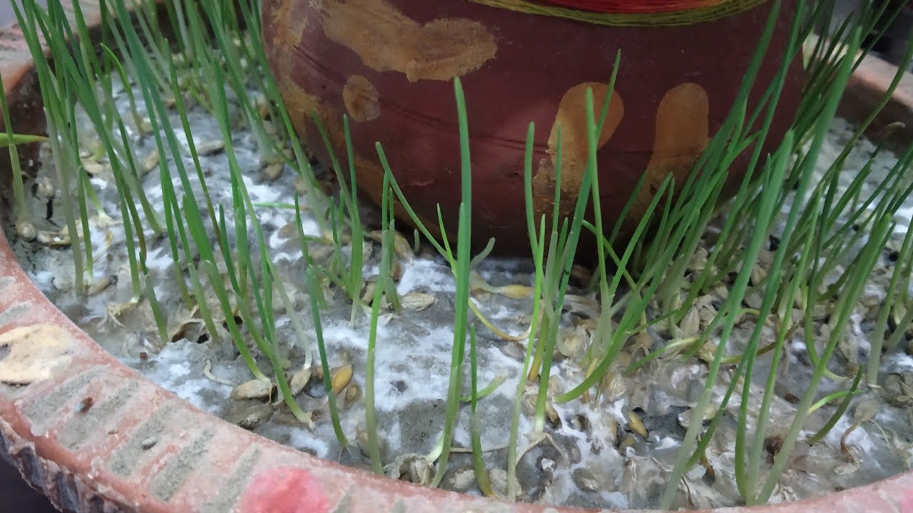 How to save jware from fungus, मिट्टी में भूल कर भी न डाले ये एक चीज,  जौ खराब होने के कारण , समाधान