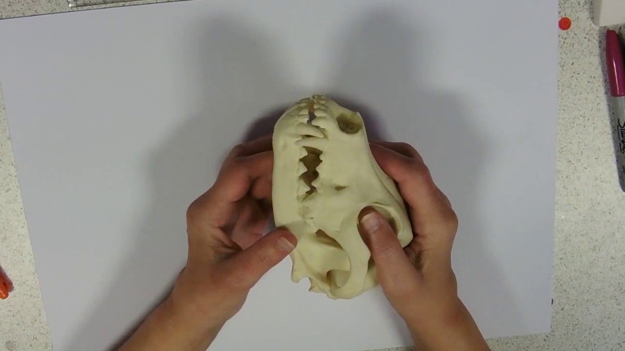 Herbivore and Carnivore Skulls and Dentition