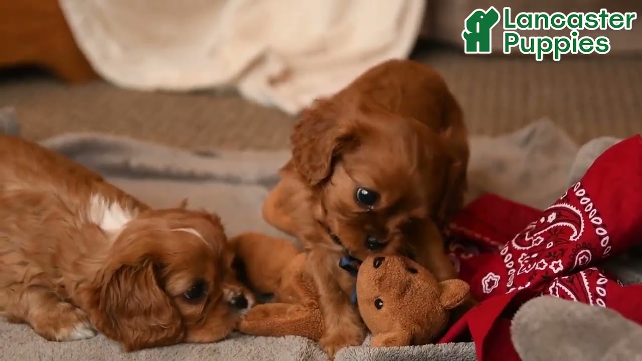 Adorable Cavalier King Charles Spaniel Puppies