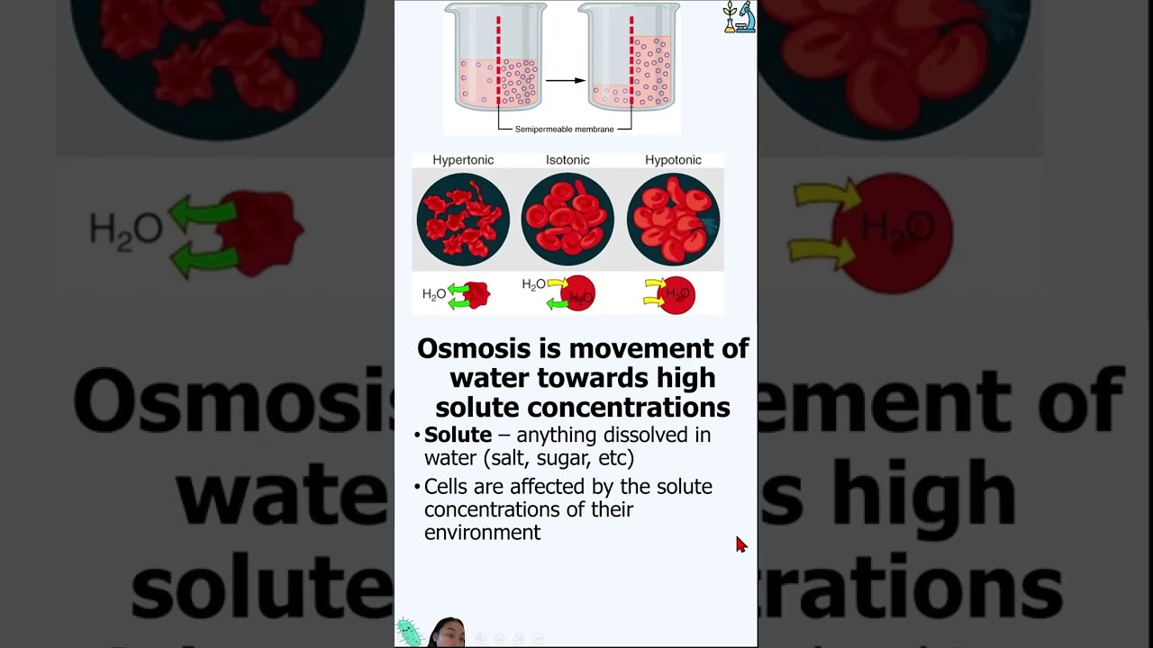 The Cell Membrane Mobile-Friendly