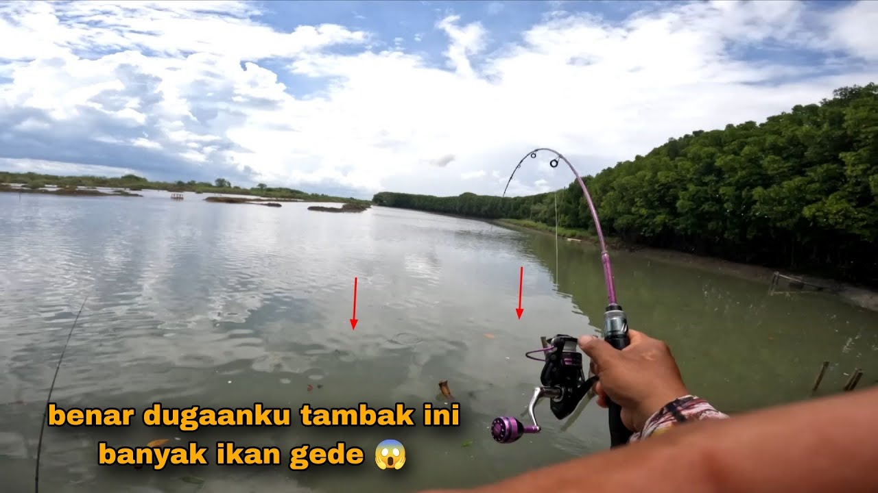 Benar dugaan ku tambak ini banyak hama tambak nya 
