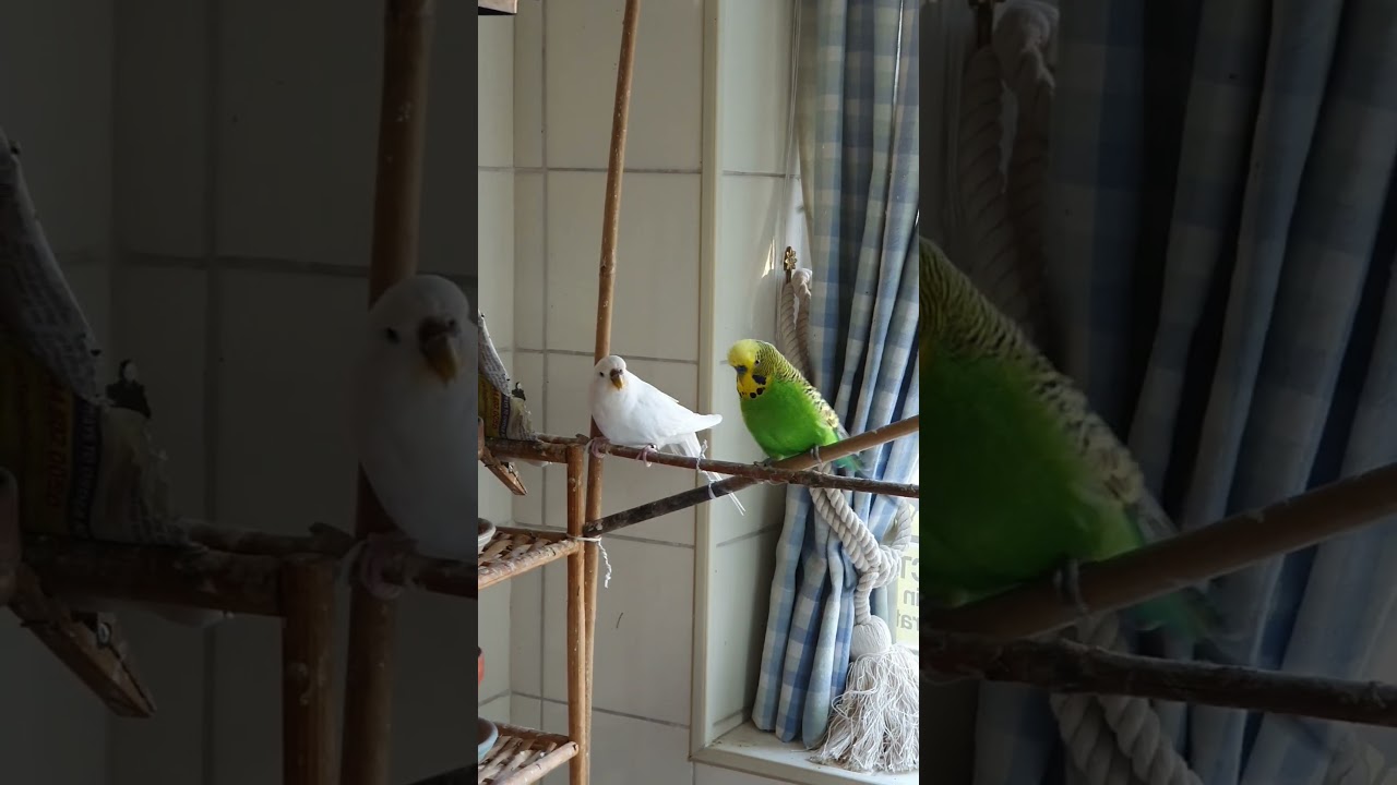 Лотти усердно работает!