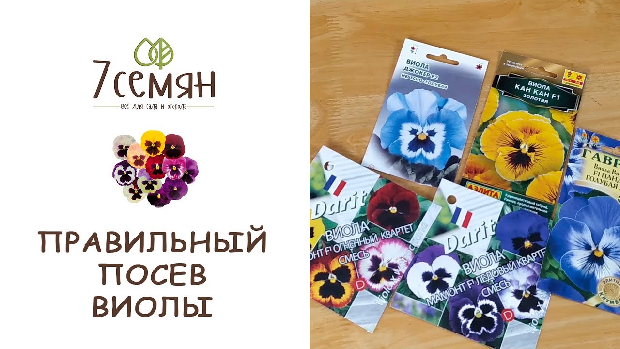 СЕЕМ ВИОЛУ В ФЕВРАЛЕ - ЦВЕТЕНИЕ В МАЕ ОБЕСПЕЧЕНО!!! / 7 семян