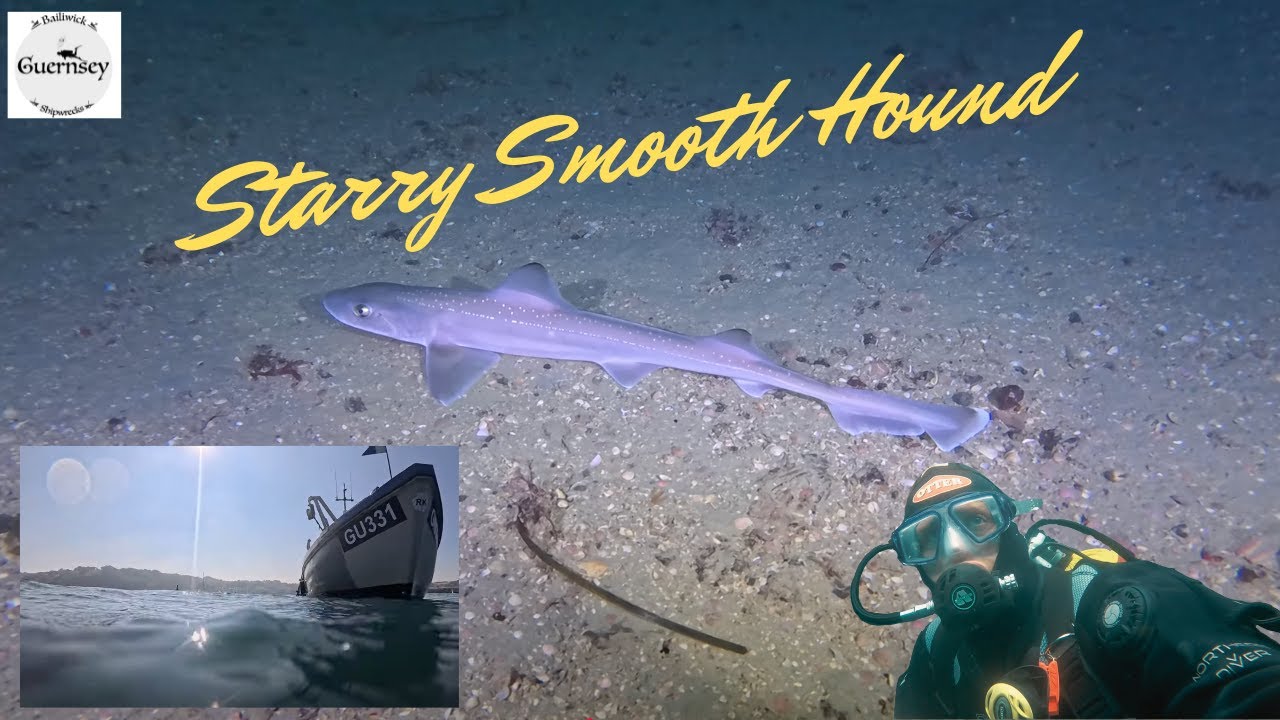 Meeting a shark on a dive makes it a little bit more interesting | Starry Smooth hound 4K