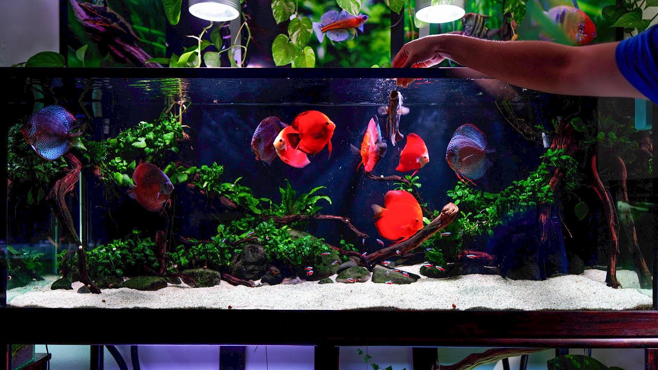 Agregamos 6 NUEVOS PECES DISCO al acuario PRINCIPAL 🤩