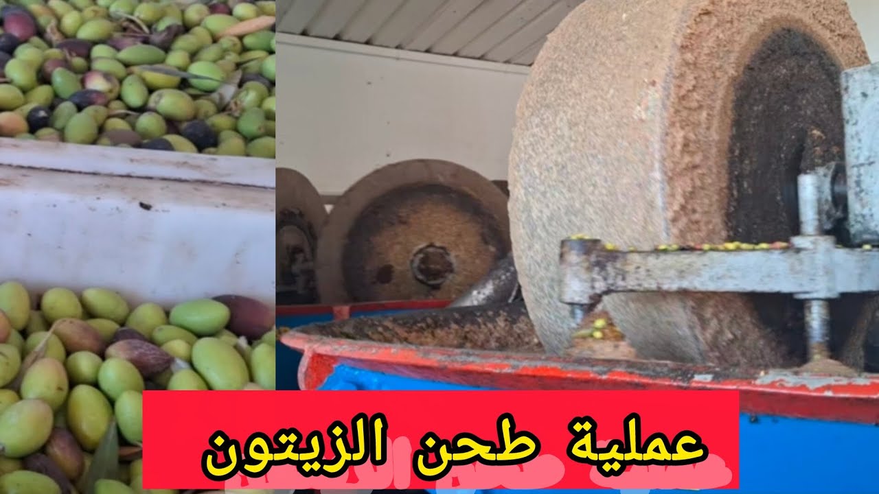 مراحل عملية طحن الزيتون
