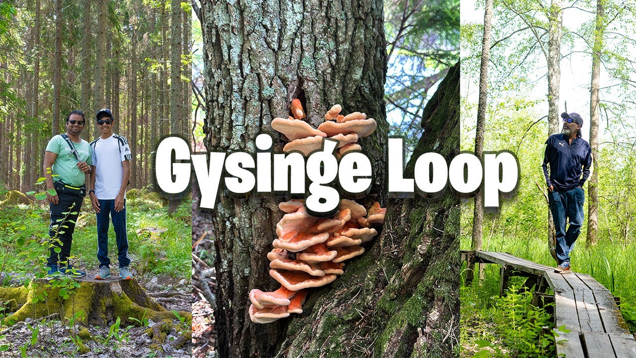 Gysinge Loop | Färnebofjärden National Park | #hiking #nature #walking #trekking #forest