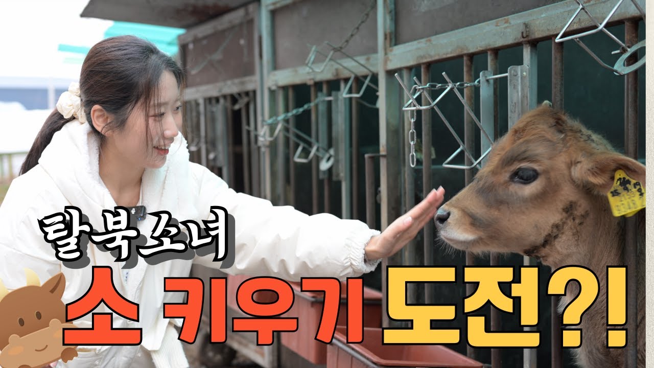 한국의 젖소 처음 본 탈북민!! 소가 1톤이라고요...??
