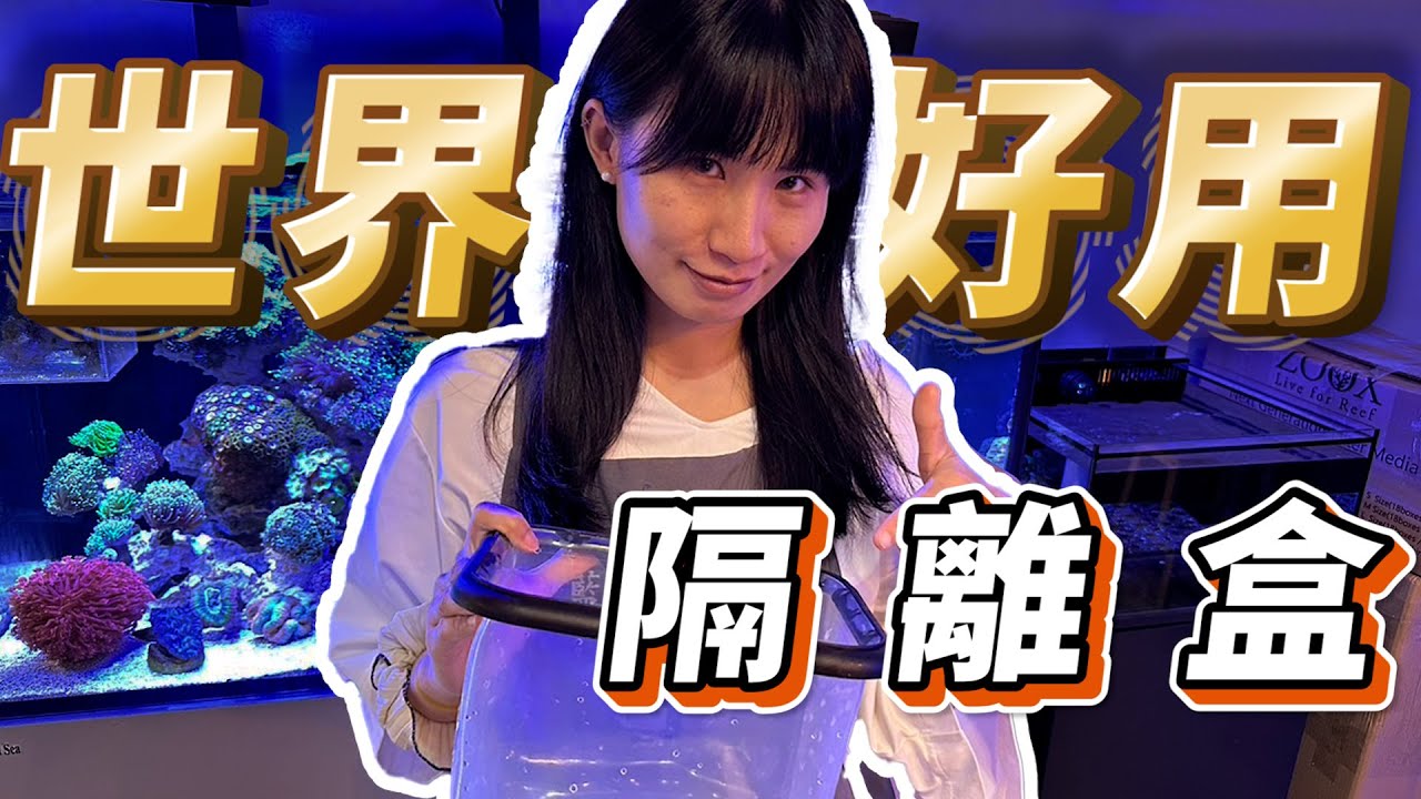 【藍箱水族】世界最好用的隔離盒！沒有之一！The best quarantine fish box Silicon made!!!!