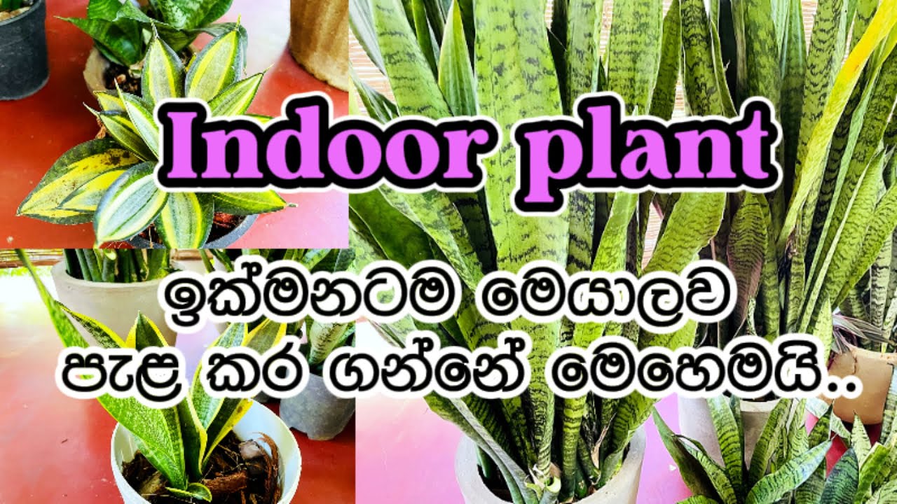 🥰එක පත්‍රයෙන් පැළ ගොඩාක් ගන්නේ මෙහෙමයි❤️How to grow snake plant🥰මල් පිස්සුව/මගේ ගෙවත්ත❤️#gardening
