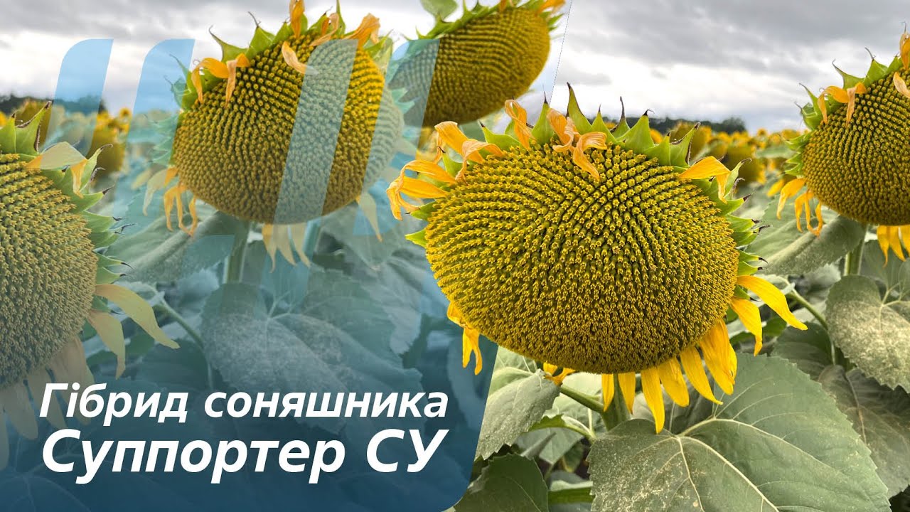 Новинка в портфоліо - гібрид соняшника Суппортер СУ