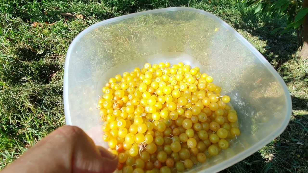 Piante da frutto malate? Io ho provato con i frutti minori