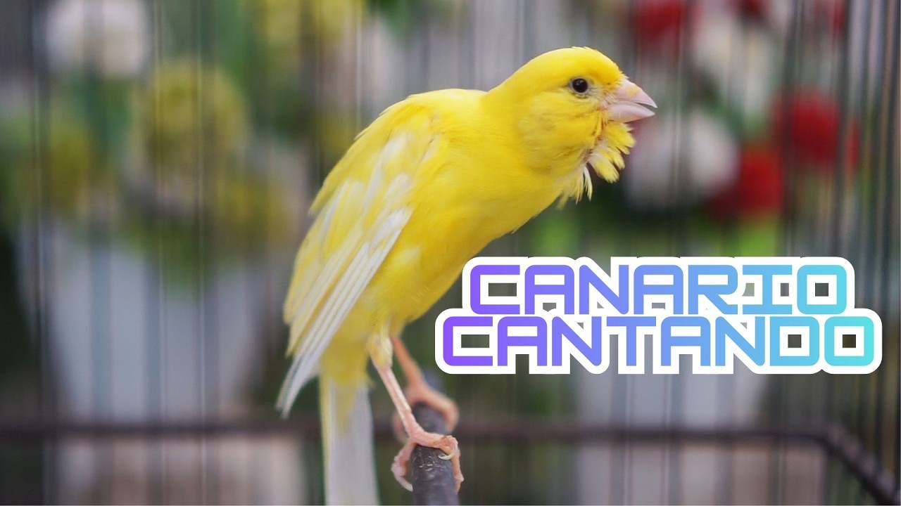 Canto do Canário Belga para Esquentar: Em 6 Minutos seu Canário vai Abrir o Bico!