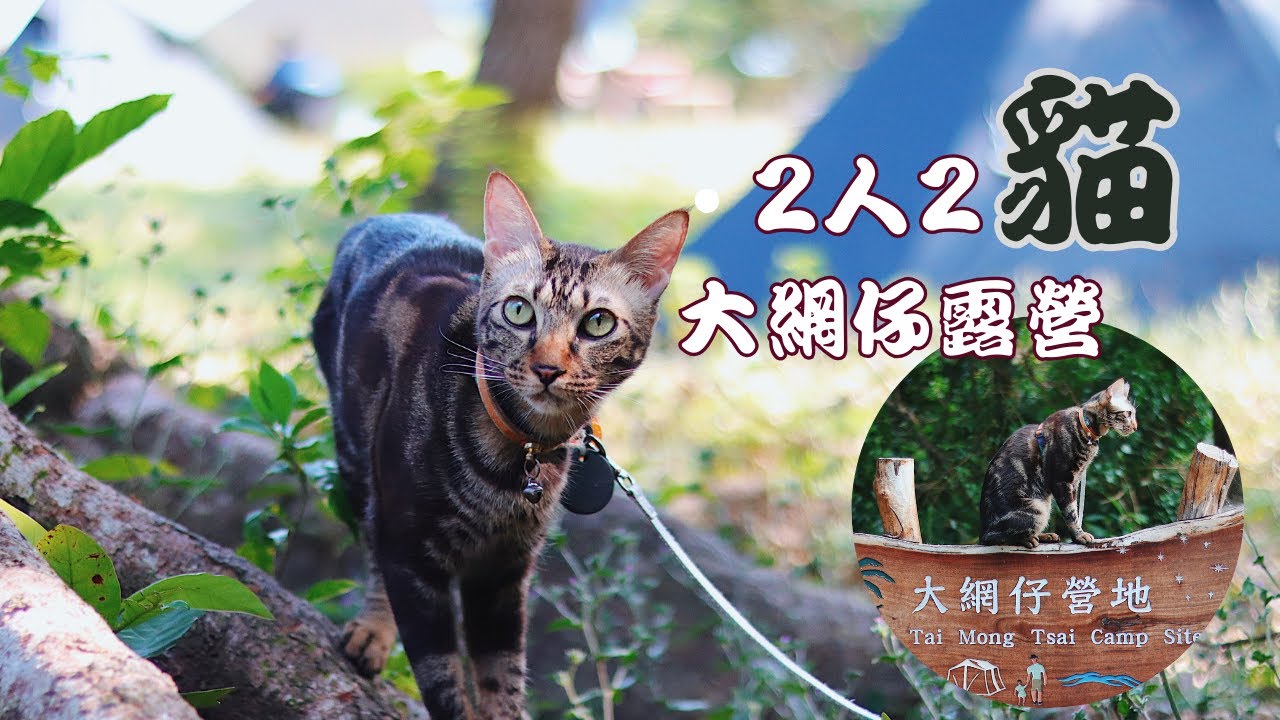 【帶著港短去露營】2人2貓西貢大網仔營地，被野豬數十次光顧，忘記帶魚骨釘沒辦法在木板上紮營，優閒的2天一夜。