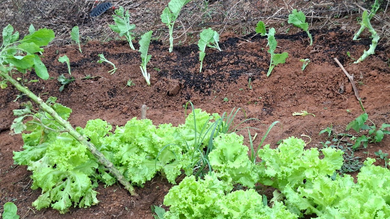 🦋💢🥬replantei  as couves🥬🥬o tempo  ta lindo #roça #plantas #natureza #fazenda #horta #roça 