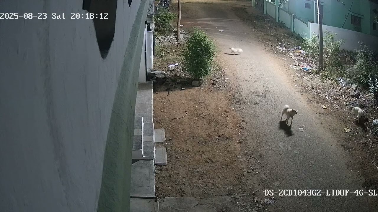 Harass using 5 dogs