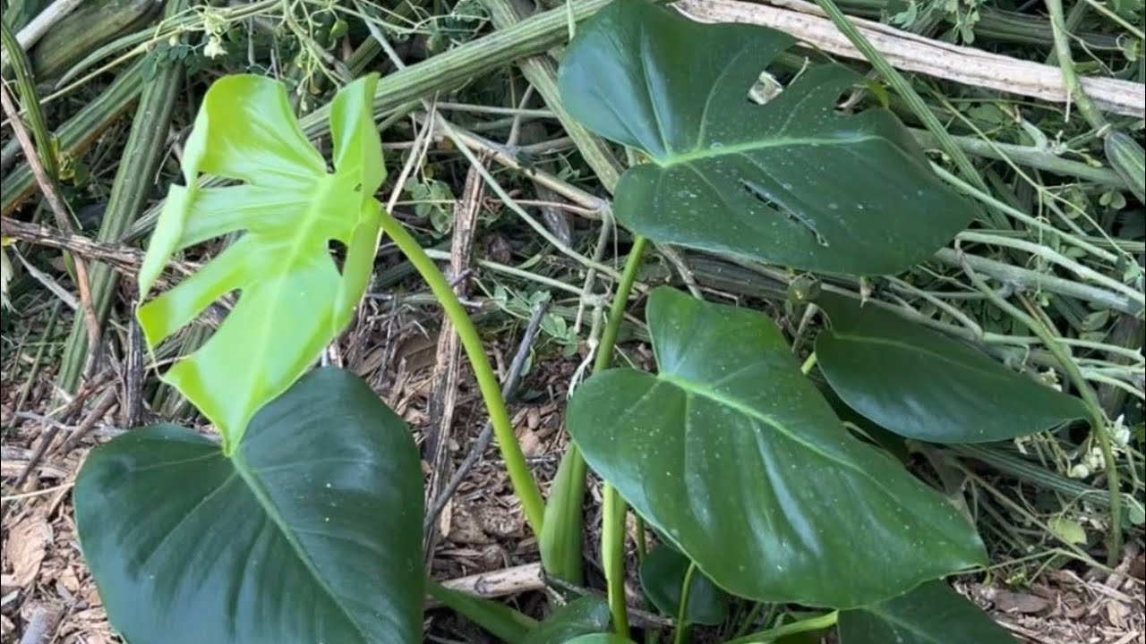 Planting and Caring For a Monstera Deliciosa, in Mesa, AZ Zone 10a