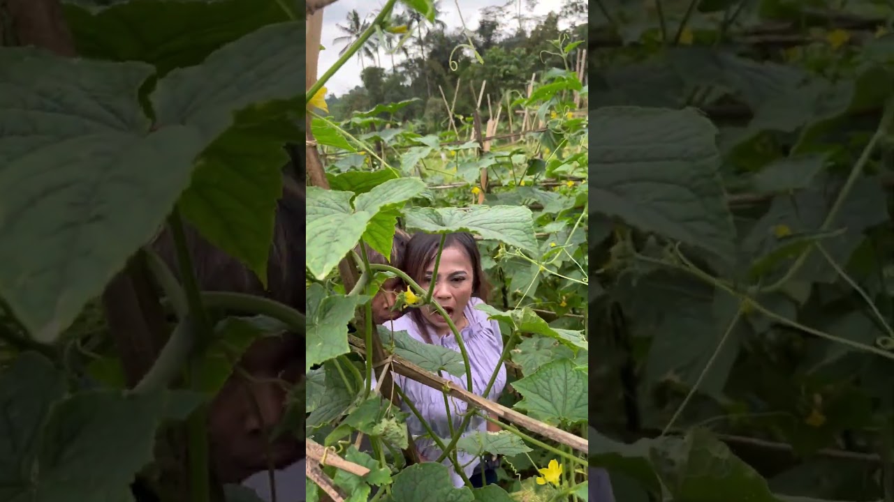 Ketauan di kebun timun