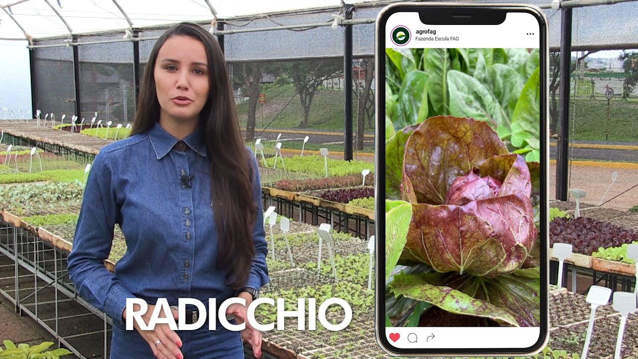 Iza na Fazenda: já conhece o radicchio? Verdura de gosto amargo e textura crocante