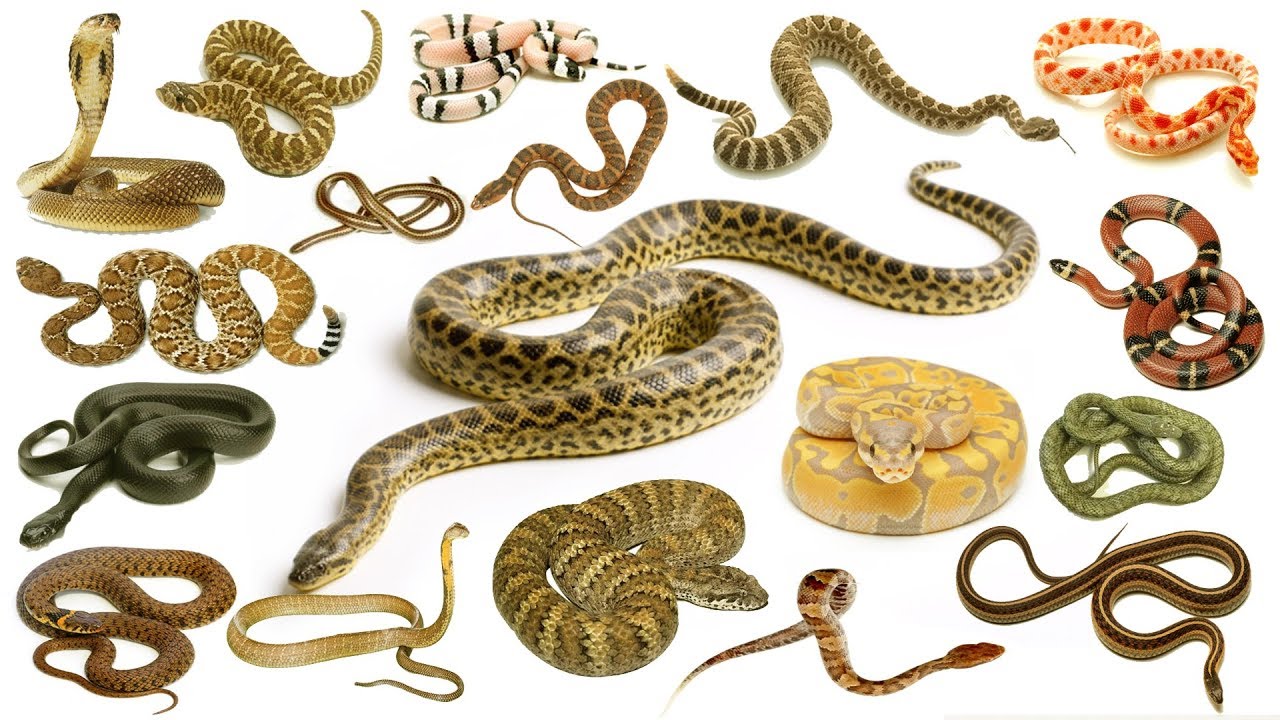 Snakes Names, Meaning & Pictures | Snakes Vocabulary | সাপ | Necessary Vocabulary