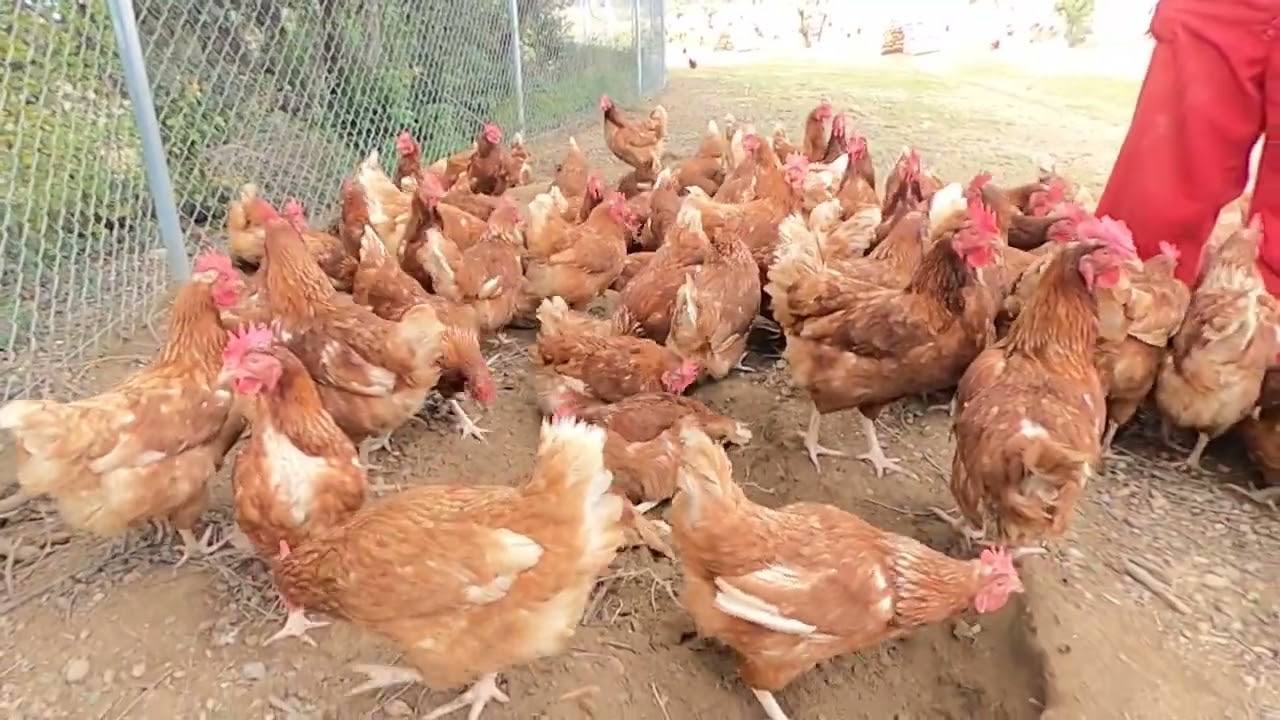 Granja de gallinas camperas en Castillazuelo