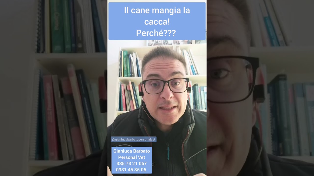Il cane mangia la cacca... Perché è cosa fare...