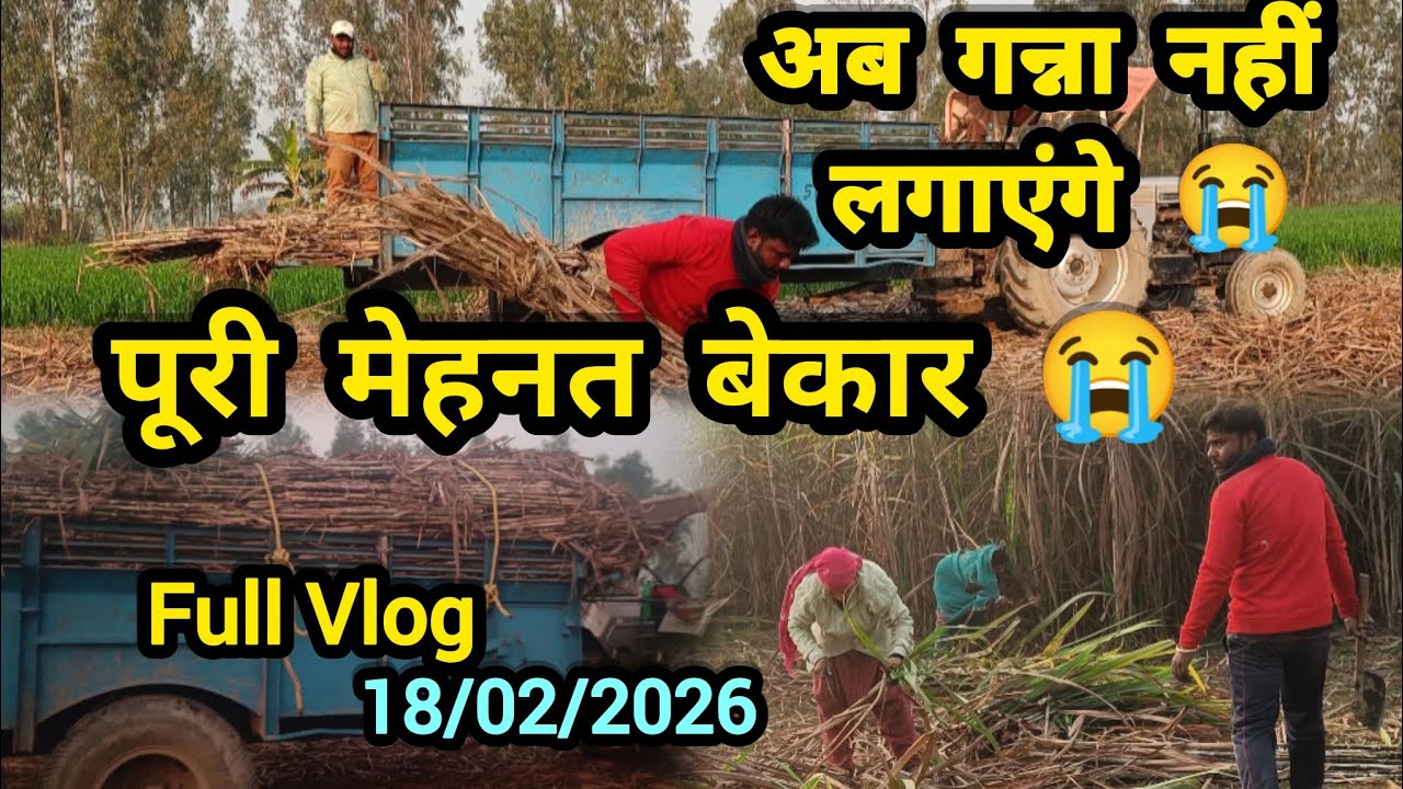 #पूरी मेहनत बेकार😭#गन्ने की खेती बंद😭I Full Vlog