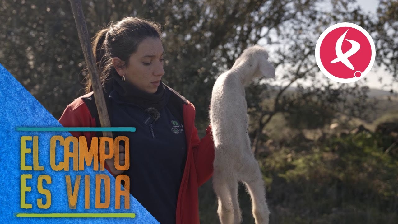Chabeli encuentra un borrego con pulmonía | El campo es vida